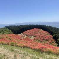 ツツジの綺麗なお勧め登山先