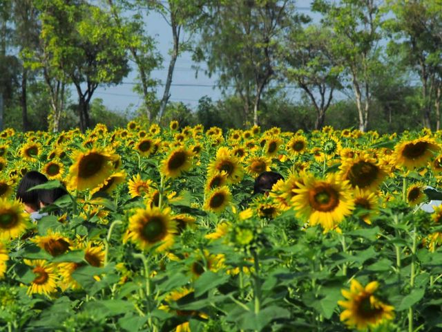 ชมดอกทานตะวัน ที่สุพรรณบุรี