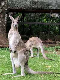 【🇦🇺ケアンズ】これぞ自然大国！！最高すぎるオーストラリア✨✨