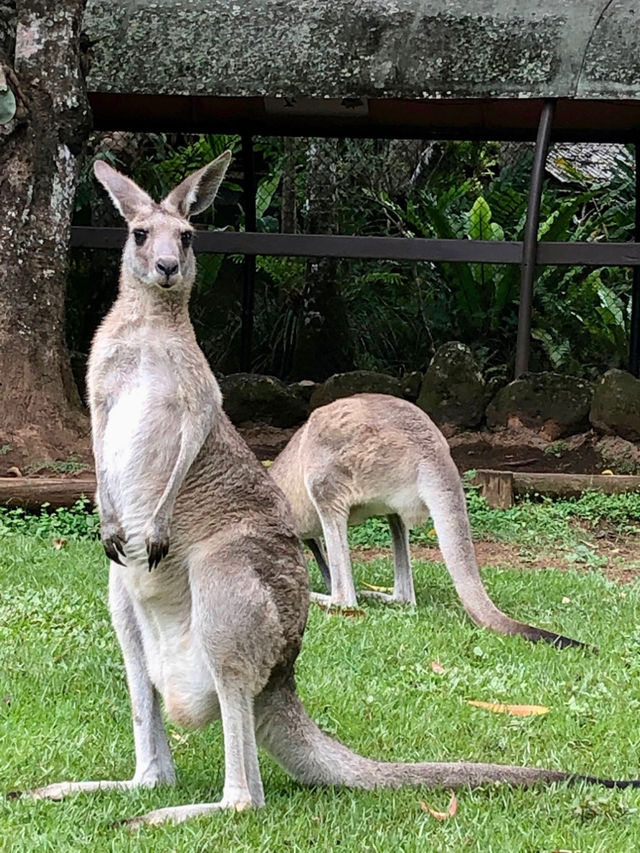 【🇦🇺ケアンズ】これぞ自然大国！！最高すぎるオーストラリア✨✨