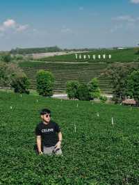 จิบชาหอมๆ กันที่ ไร่ชาฉุยฟง 🍵🌱🐛