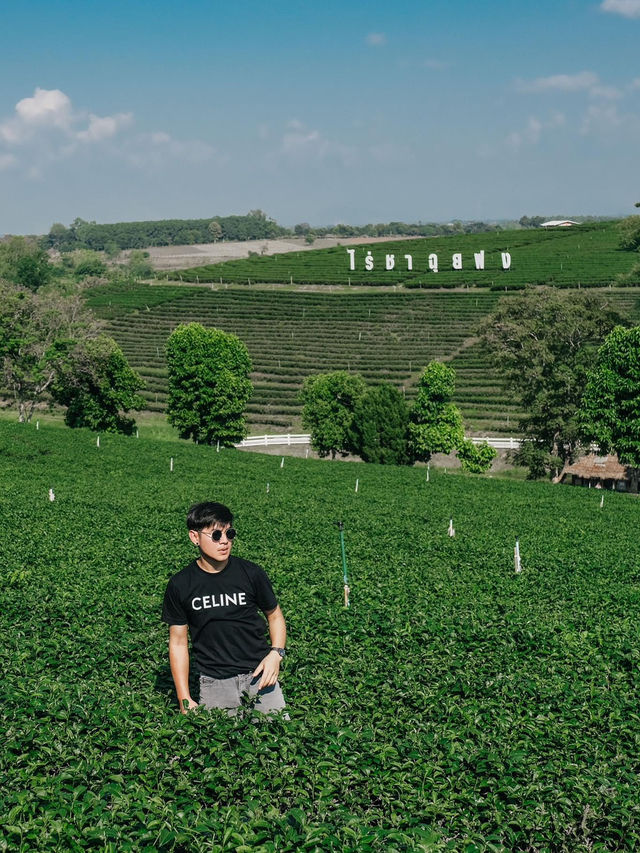 จิบชาหอมๆ กันที่ ไร่ชาฉุยฟง 🍵🌱🐛