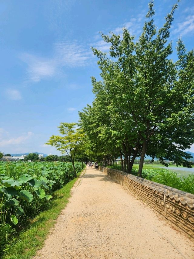 ❣️맛있는 연핫도그와 예쁜 연잎이 있는 데이트코스, "두물머리"❣️