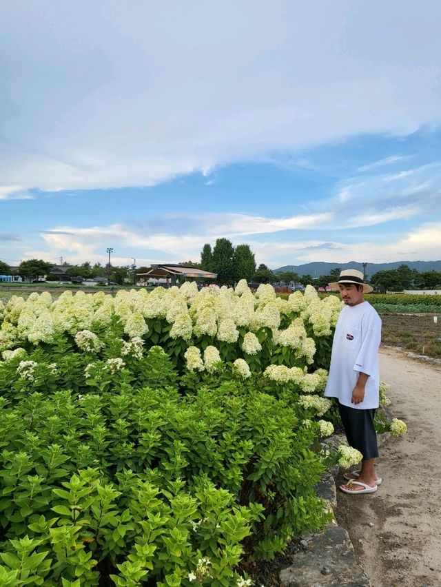 다양한 여름꽃들 만개한 경주사적공원
