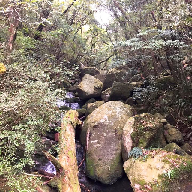 【屋久島】気軽に屋久島を感じられるスポットでデトックス✨