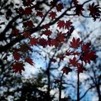 【韓國內藏山】森林之美
