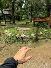 แหล่งผีเสื้อ | อ.เชียงดาว 🏡🌿🌧️🦋