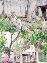 สวนสัตว์เปิดเขาเขียว จ.ชลบุรี 🦒🐘🌳 