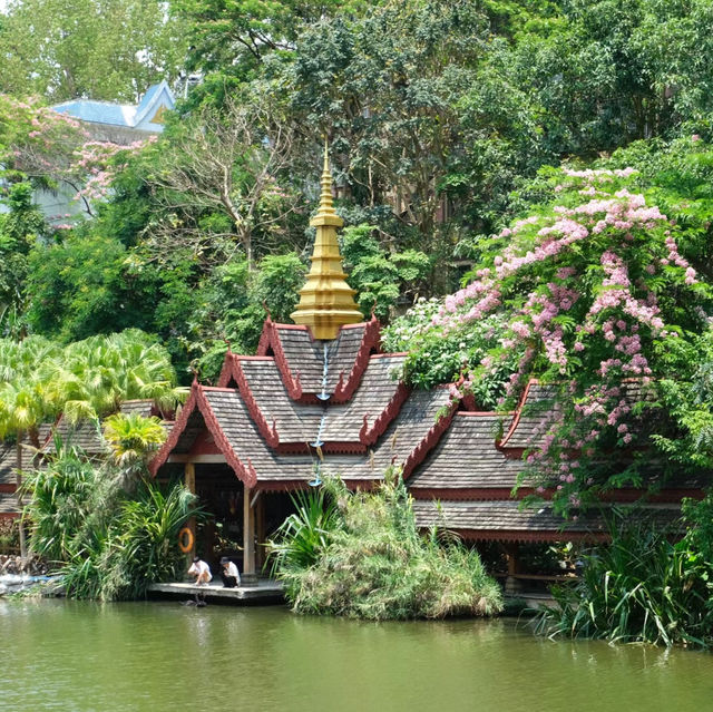 「廊曼寺🙏🏻金光閃耀✨寧靜祈福」