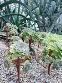 The best place to see beautiful flowers in Singapore
