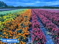 日本北海道-四季花田與雪山織成的美景：富田農場
