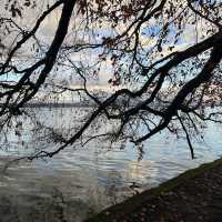 A Hidden Gem with a Historic Pergola