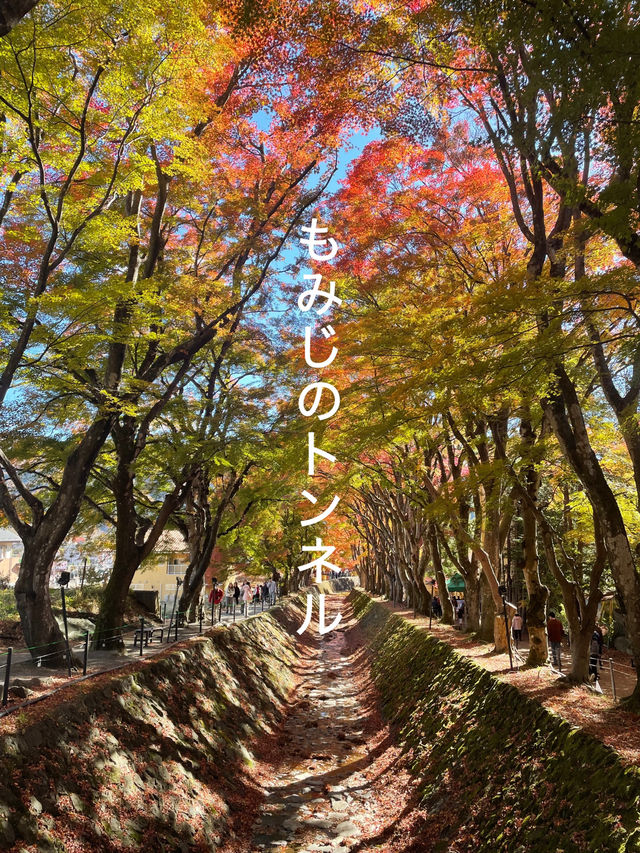 【山梨】富士山のほとりで秋満喫🍂