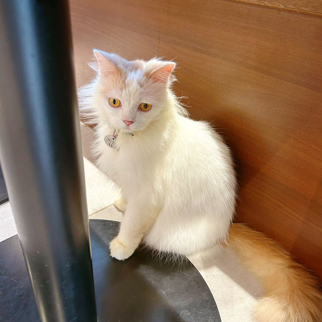 必去貓咪Cafe🥰 