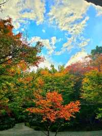 【京都/紅葉スポット】お部屋の中から見る中庭と枯山水が見事なお寺🍂🌾