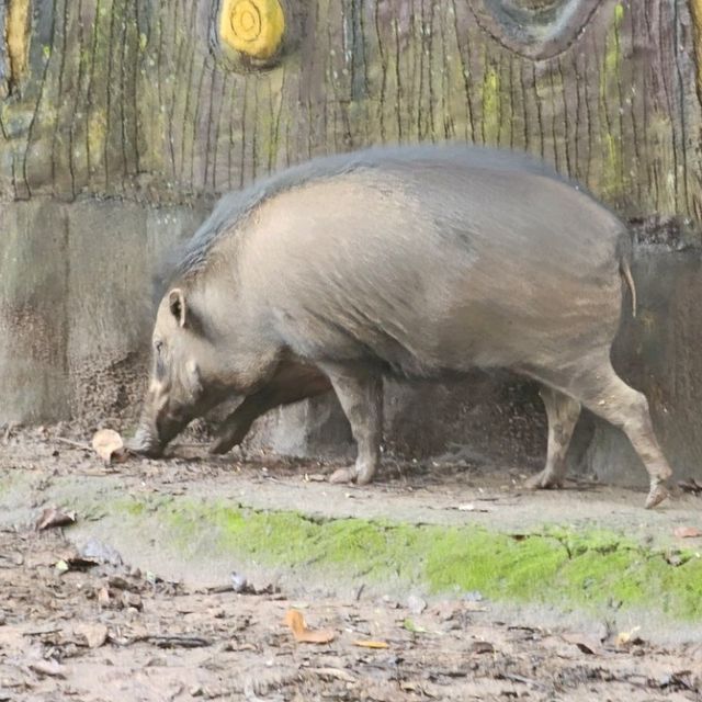 Zoobic Safari - The Jungle Outta City.
