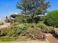 The thousand flowers blossoming at Yamashita Park