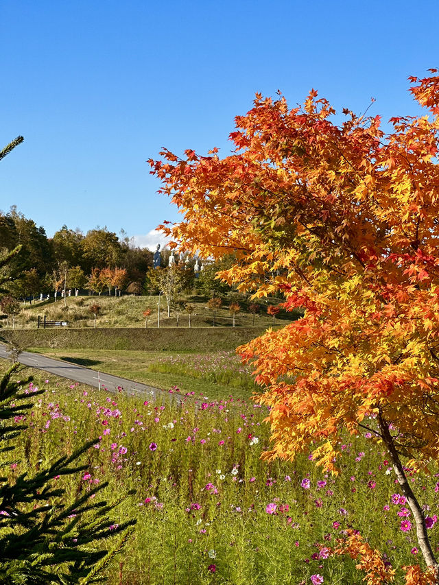 Autumn Bliss at Makomanai Takino Cemetery 🍁