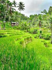 Embracing Nature at Ceking Rice Terrace