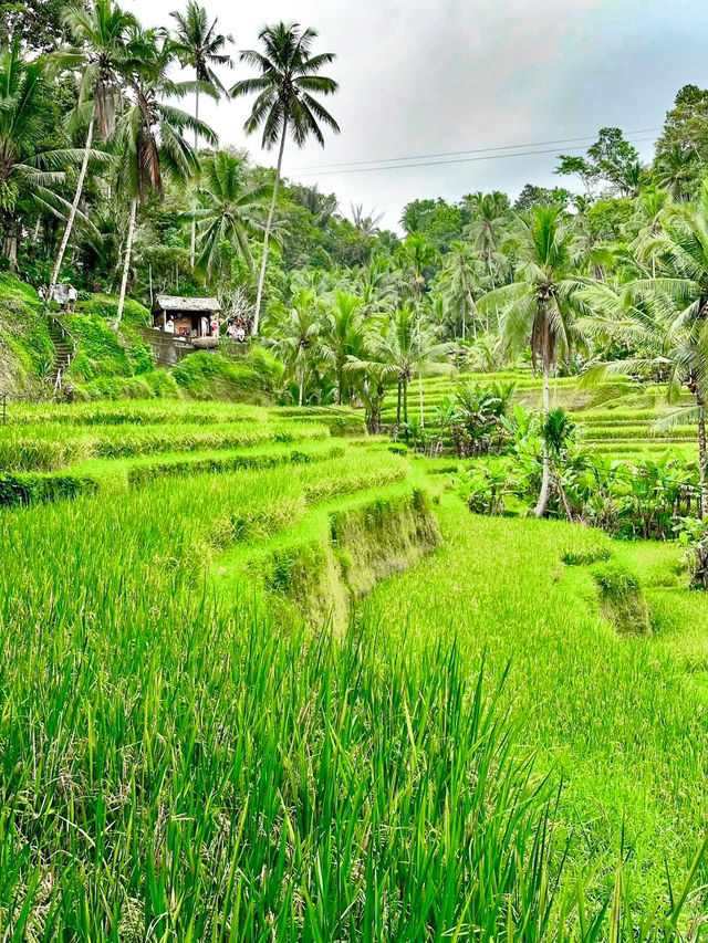 Embracing Nature at Ceking Rice Terrace