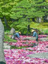 【期間限定】感動の絶景広がる🌼 欲張りに2種類たのしむのがおすすめ🫶🏻🌸✨ 