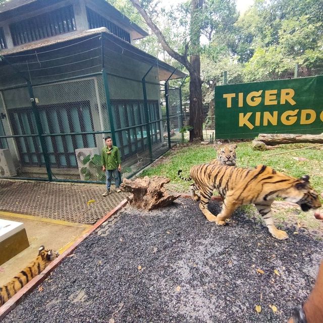 Tiger kingdom กับเหล่าแมวหางใหญ่ 🐯