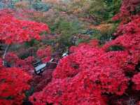 Fall colours at Yahiko Park, Niigata