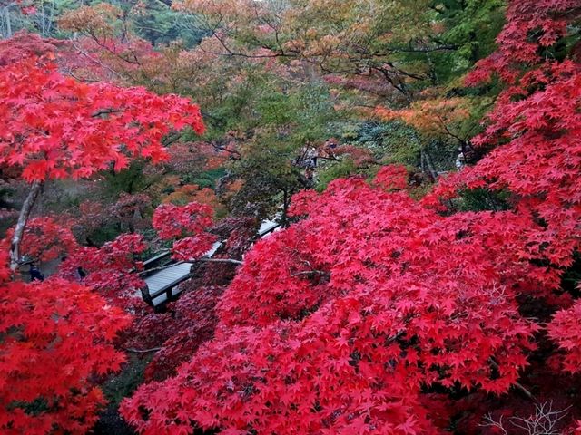 Fall colours at Yahiko Park, Niigata
