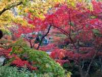 Fall colours at Yahiko Park, Niigata