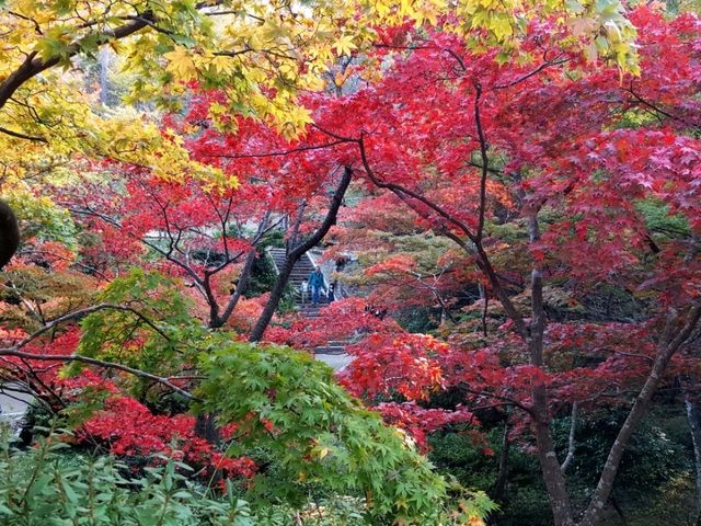 Fall colours at Yahiko Park, Niigata