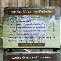  ไร่ปางแกะเมอร์ริโน่ เชียงใหม่ 🐑