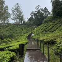 Afternoon tea at a tea plantation 