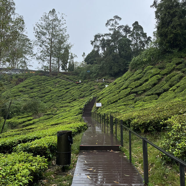 Afternoon tea at a tea plantation 