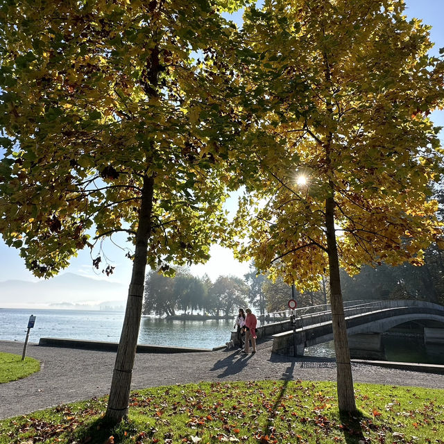 楚格湖畔的美麗公園