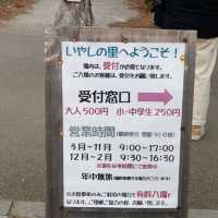 富士山與合掌村的完美組合〔西湖療癒之里根場〕