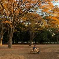 東京景點：東京代代木公園，鬧中取靜的綠色天地