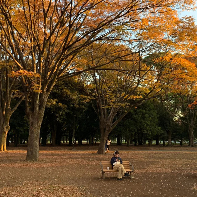 東京景點：東京代代木公園，鬧中取靜的綠色天地