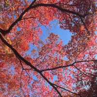 【神奈川】紅葉の時期にオススメスポット！