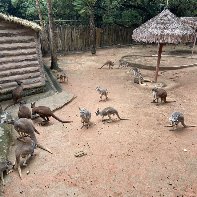 🐘🦍令人難忘的深圳野生動物園🦁