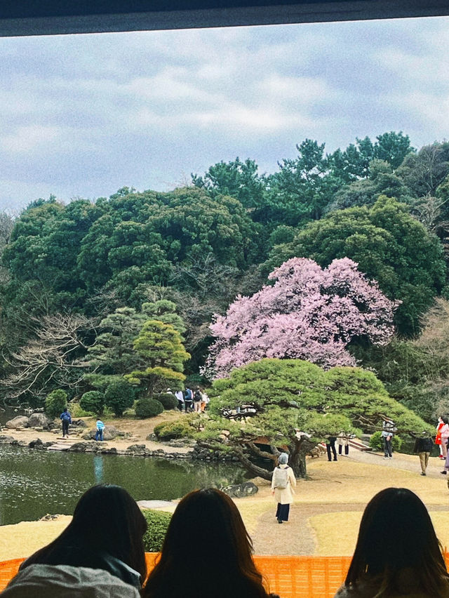 언어의 정원의 배경 신주쿠 교엔⛲️