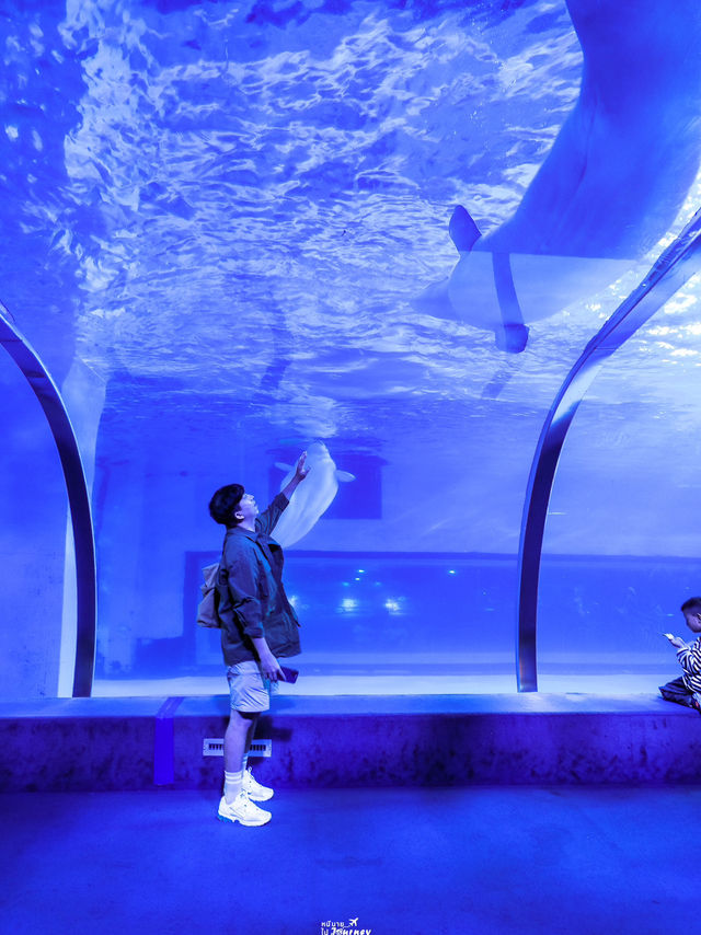 Zhengjia Polar Ocean Worldอควาเรียมสุดอลังกวางโจว