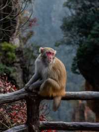 “Monkey”ing around in Zhangjiajie