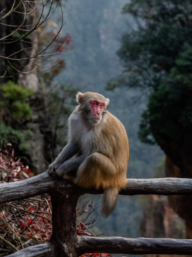 “Monkey”ing around in Zhangjiajie
