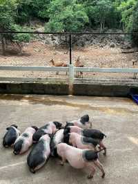 เที่ยวสวนสัตว์เขาใหญ่ Bonunza Exotic Zoo!