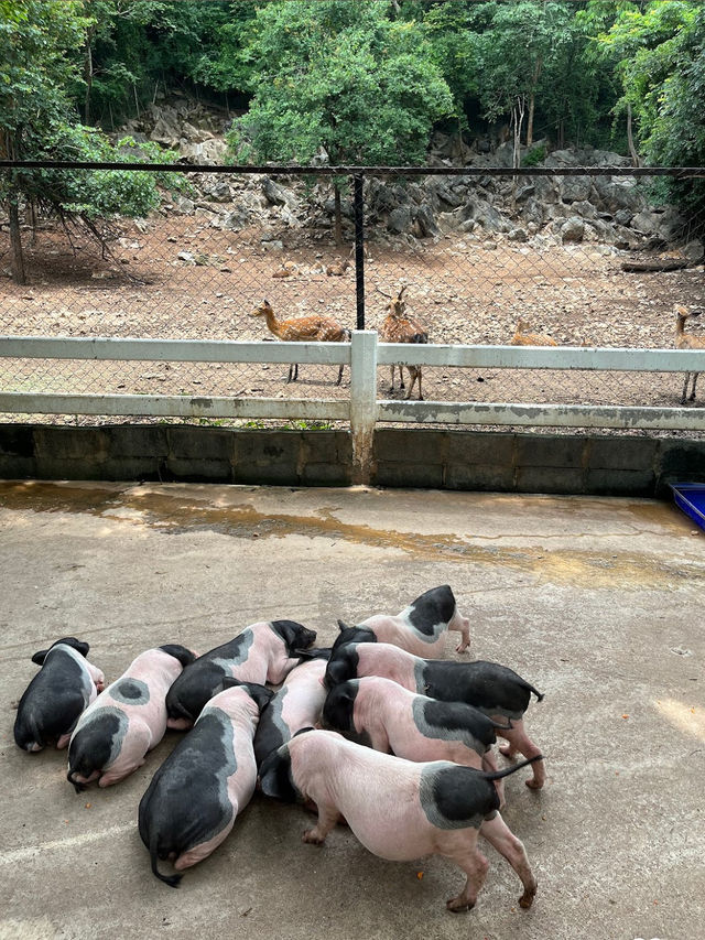 เที่ยวสวนสัตว์เขาใหญ่ Bonunza Exotic Zoo!