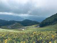 Thung Bua Tong Sunflower Fields 