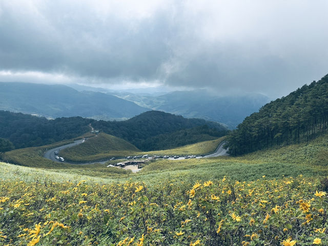 Thung Bua Tong Sunflower Fields 