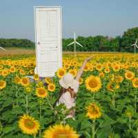 นครสวรรค์ก็มีทุ่งดอกทานตะวันน๊า!! 🌻🌻