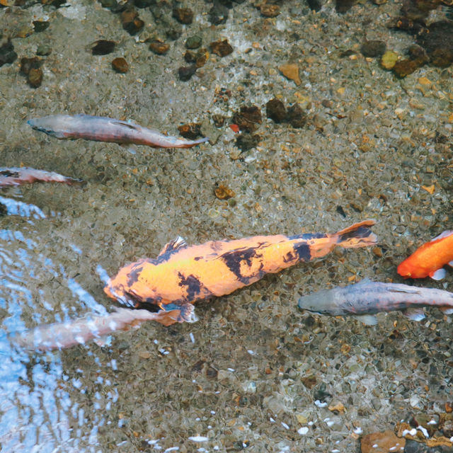 Hida-Furukawa
