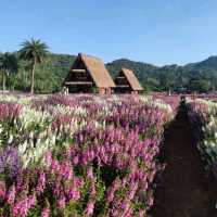 🇯🇵 Hokkaido Flower Park Khaoyai 🇯🇵